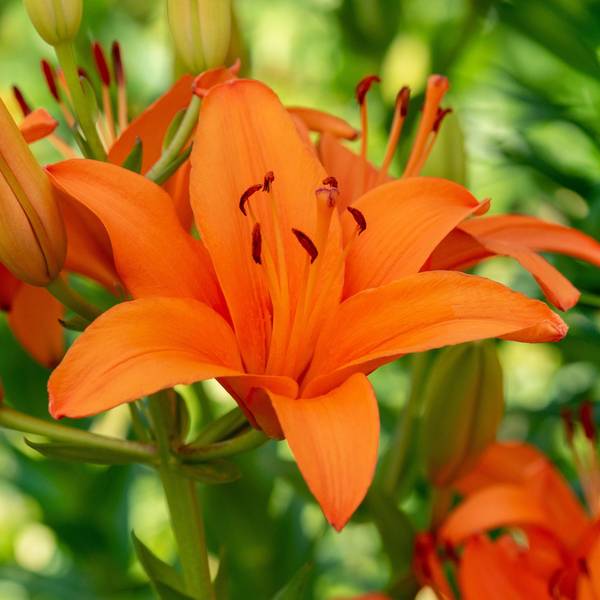 Longfield Gardens Lilium Sunset Mix - 32200626 | Blain's Farm & Fleet