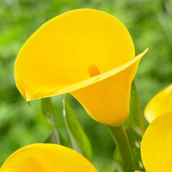 Seattle | Zabo Plant