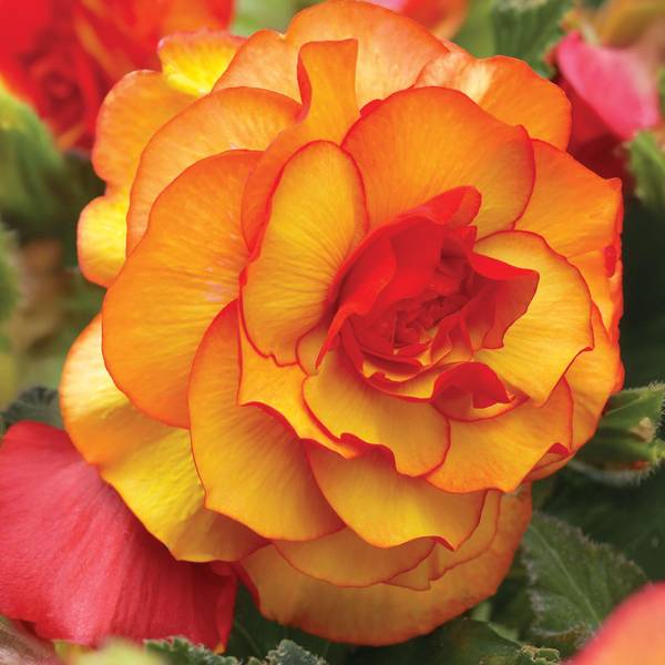 Begonia Picotee Sunburst