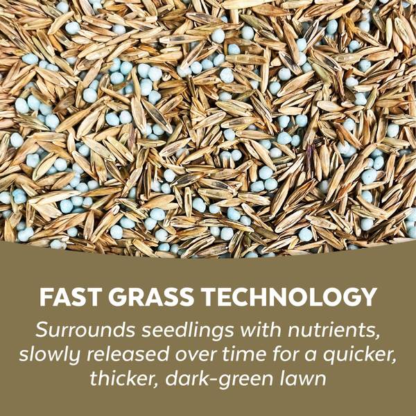 Mountain View Seeds 6 lb MVS Fast Grass Lawn Mix - I116735