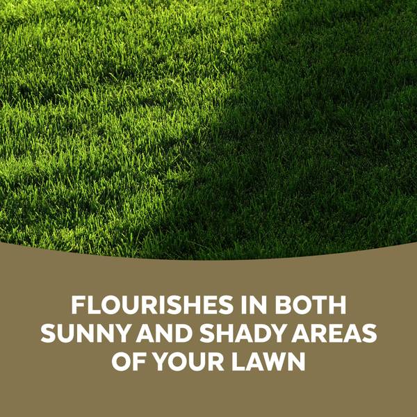 Mountain View Seeds 6 lb MVS Fast Grass Lawn Mix - I116735
