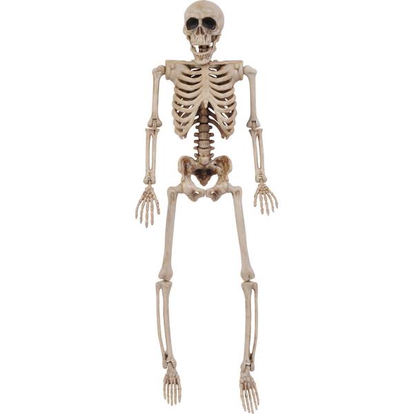 Photo of 14" Posable Skeleton
