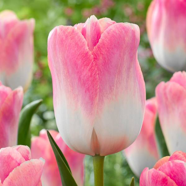 Photo of 10-Count Tulip Kunyun