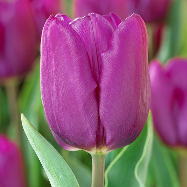 Photo of 10-Count Tulip Purple Prince