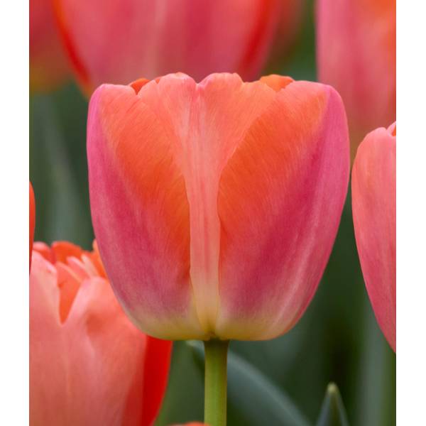 Photo of 10-Count Tulip Orange Pride