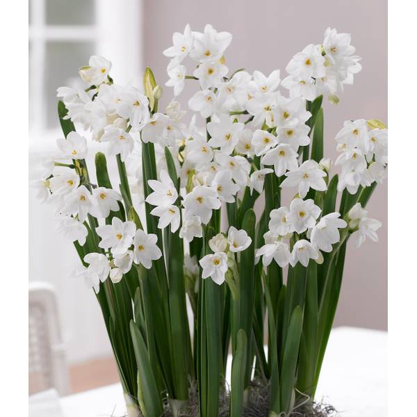 Photo of 10-Count Narcissus Paperwhites 'Ziva'