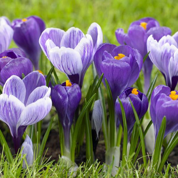 Photo of 20-Count Crocus Flower Record/King of Stripes