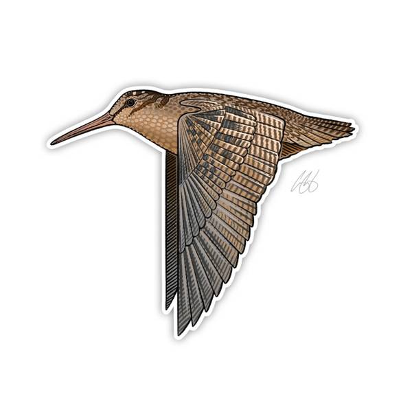 Photo of American Woodcock Vinyl Decal