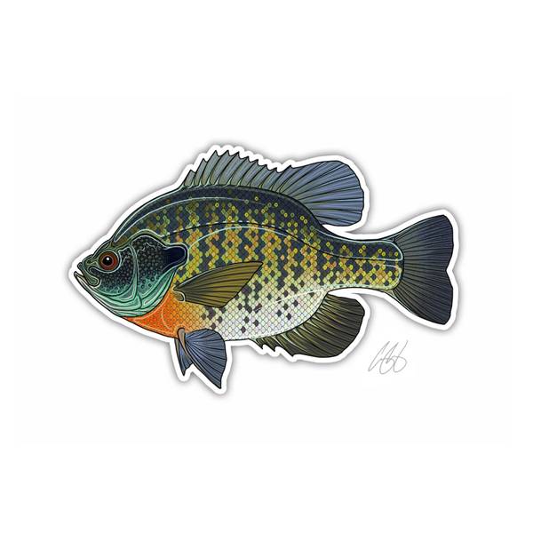 Photo of Bluegill Vinyl Decal