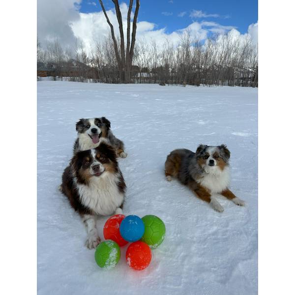 Jolly Pets 3