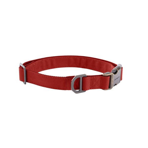 Photo of Field Dog Collar