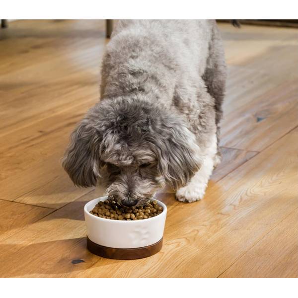 Open Farm 22 lb Wild-Caught Salmon Grain Free Kibble Dog Food