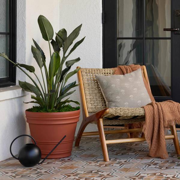 anthurium arrowhead Anthurium eminens type (seedling)
