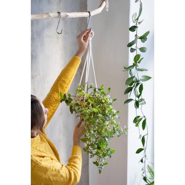 Primitive 3-Count Plant Hanger S-Hooks - 1869 | Blain's Farm & Fleet