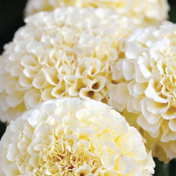 Photo of Marigold - Eskimo