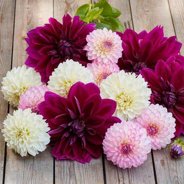 Photo of 3-Count Dahlia Majestic Glow Mix
