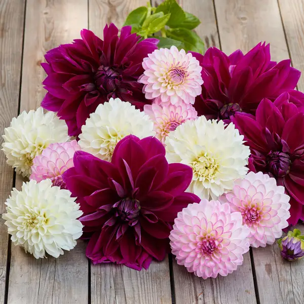 Longfield Gardens 3-Count Dahlia Majestic Glow Mix - 32200630