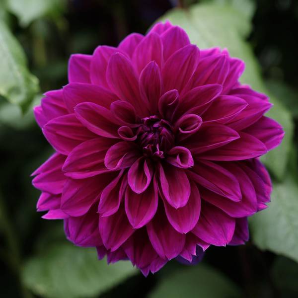 Longfield Gardens 3-Count Dahlia Sunlit Jewel Mix - 32200631