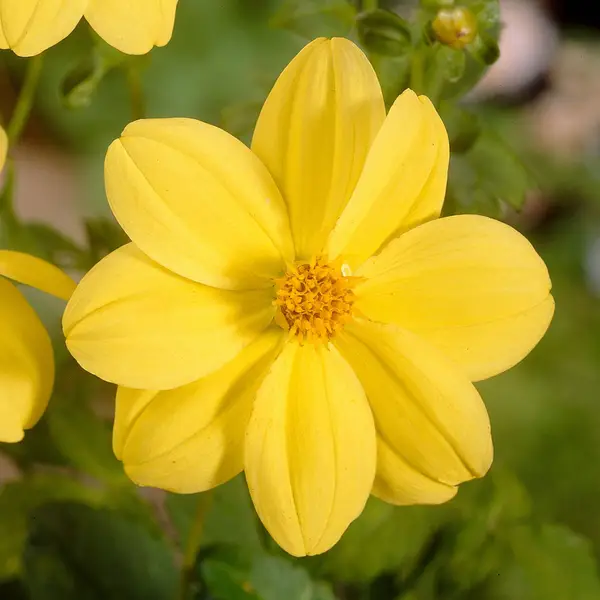 Longfield Gardens 3-Count Dahlia Sunlit Jewel Mix - 32200631