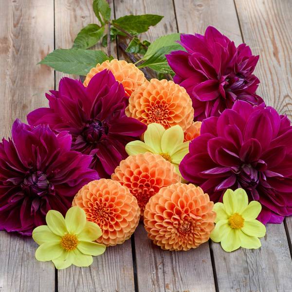 Photo of 3-Count Dahlia Sunlit Jewel Mix