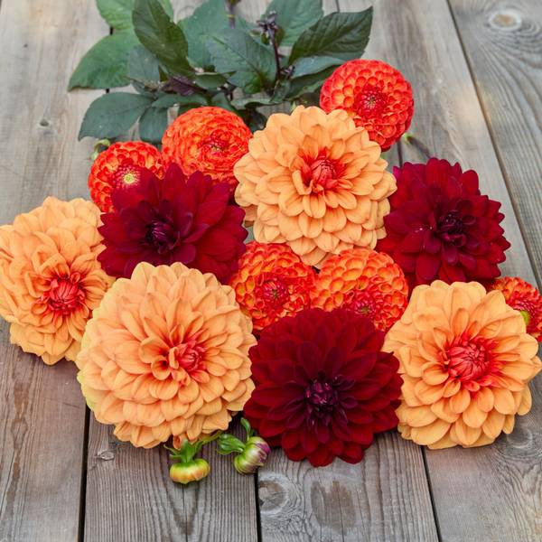 Photo of 3-Count Dahlia Harvest Mix