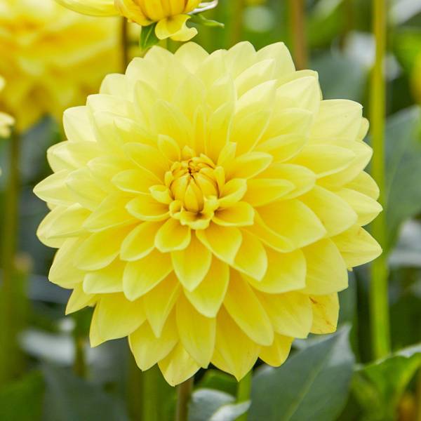 houseonthehill yellowflower ロンティ 80サイズ hosta-lily-curly-fries-10.jpg