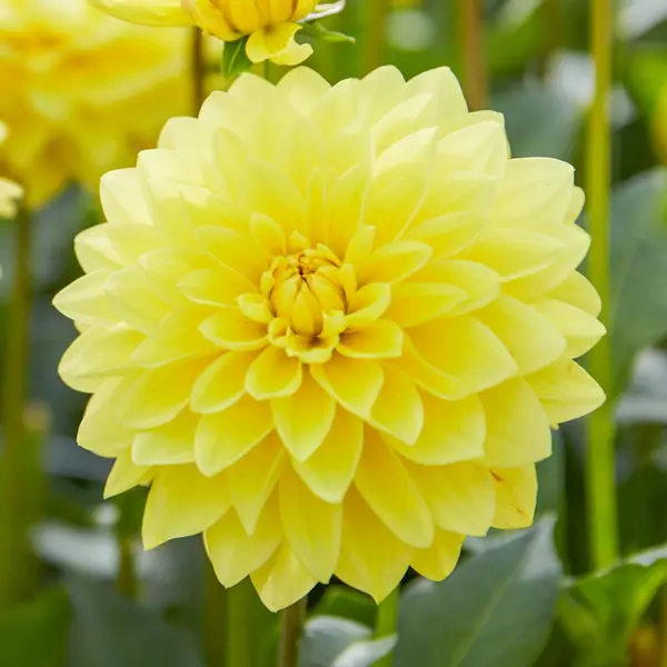 Longfield Gardens 3-Count Dahlia Scarlet Sunlight Mix - 32200633