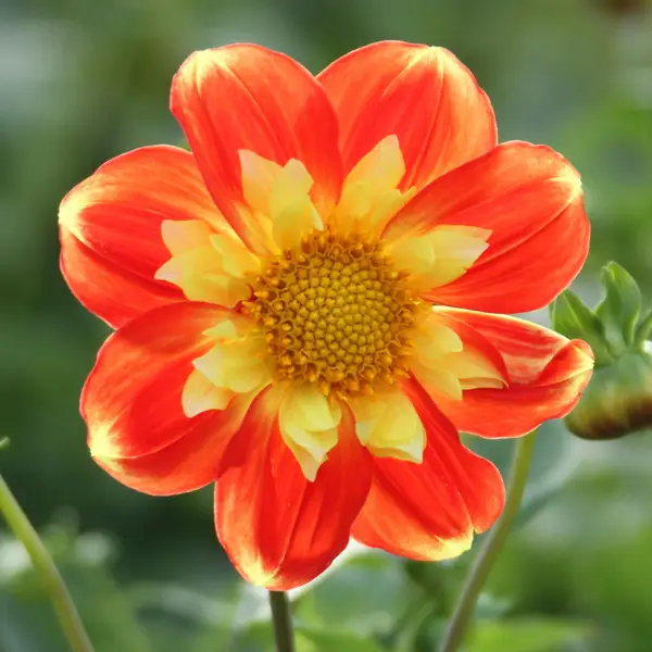 Longfield Gardens 3-Count Dahlia Scarlet Sunlight Mix - 32200633