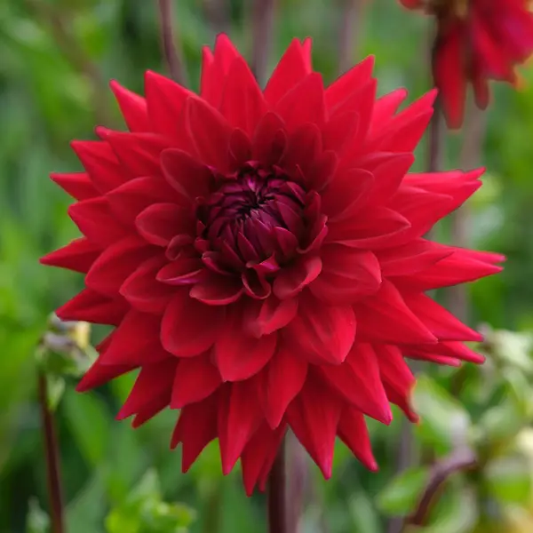 Longfield Gardens 3-Count Dahlia Scarlet Sunlight Mix - 32200633