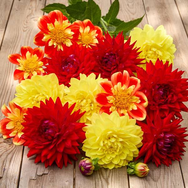 Photo of 3-Count Dahlia Scarlet Sunlight Mix