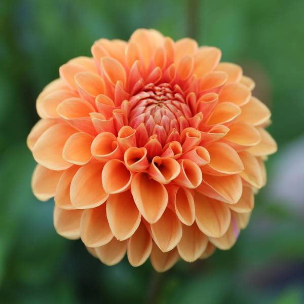Photo of 2-Count Dahlia Sylvia