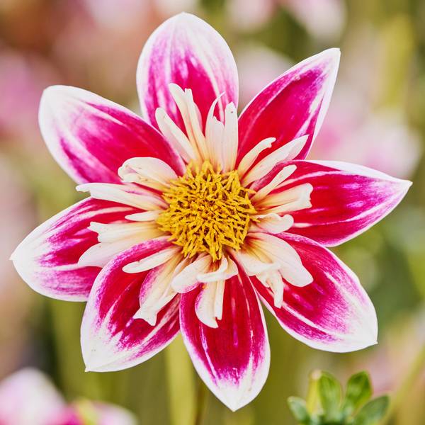 Longfield Gardens 2-Count Dahlia Fashion Monger - 32200635
