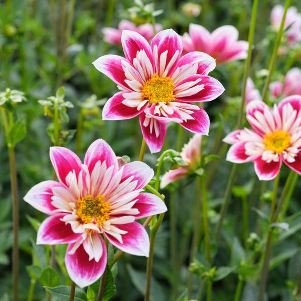 Photo of 2-Count Dahlia Fashion Monger