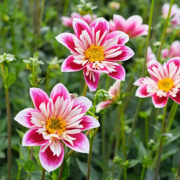 Longfield Gardens 2-Count Dahlia Fashion Monger - 32200635