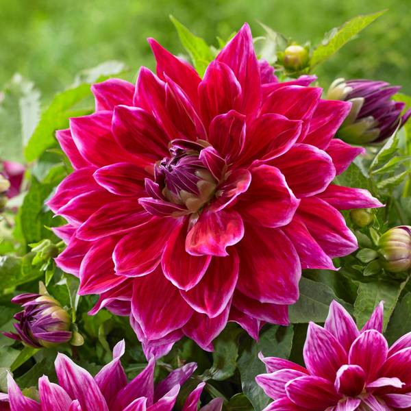 Photo of 2-Count Dahlia Mero Star