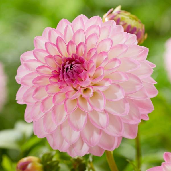 Photo of 2-Count Dahlia Arbatax