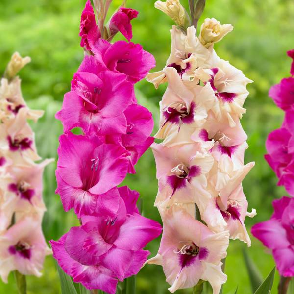 Photo of 15-Count Gladioli Amber Mystique