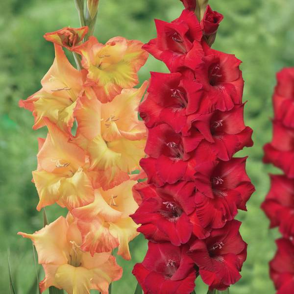 Photo of 15-Count Gladiolus Roma, Princess Margaret Rose