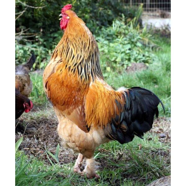 Photo of Buff Brahma