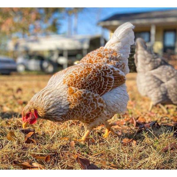 Photo of Splash Laced Red Wyandotte