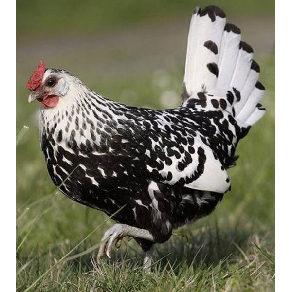 Photo of Silver Spangled Hamburg - Not Sexed