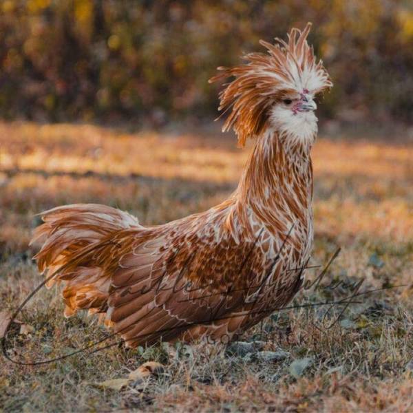 Photo of Buff Laced Polish - Not Sexed