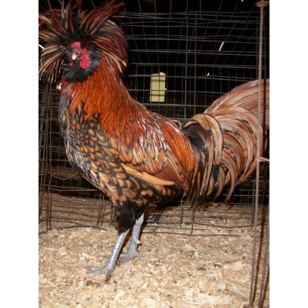 Photo of Gold Laced Polish - Not Sexed