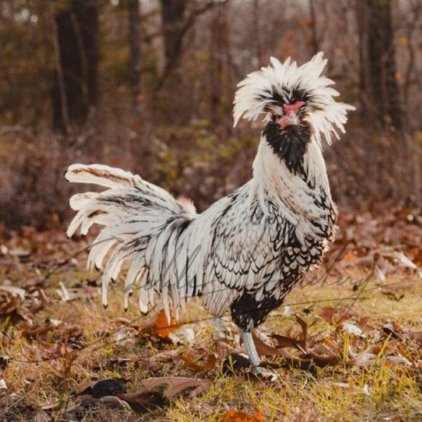 Photo of Silver Laced Polish - Not Sexed