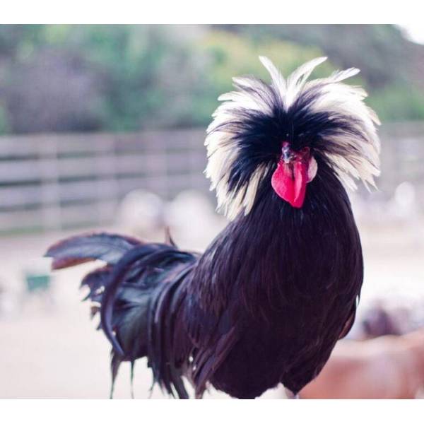 Photo of White Crested Black Polish - Not Sexed