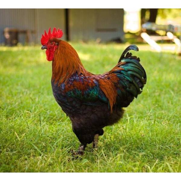 Photo of French Black Copper Marans