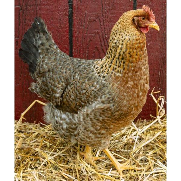 Photo of Bielefelder