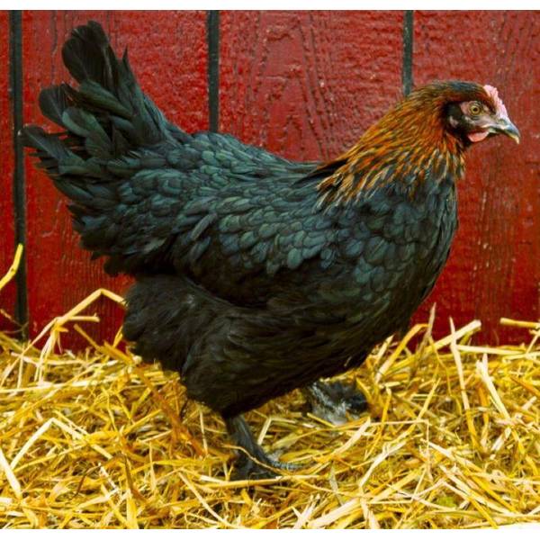 Photo of French Black Copper Marans