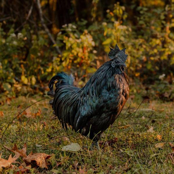 Photo of Ayam Cemani - Not Sexed