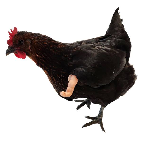 Chick Outfitters Chicken Arms Thumbs Up - CHKATHMB | Blain's Farm
